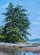 Trees At Saanichton Bay 16 x 12